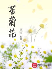 苦菊花封面